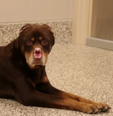 blog-mutulated-dog-addition-nose-cut