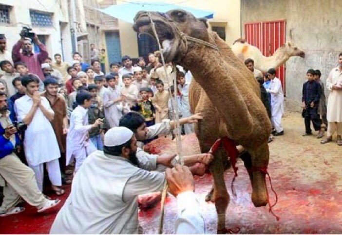 camel-slaughter-halal-3