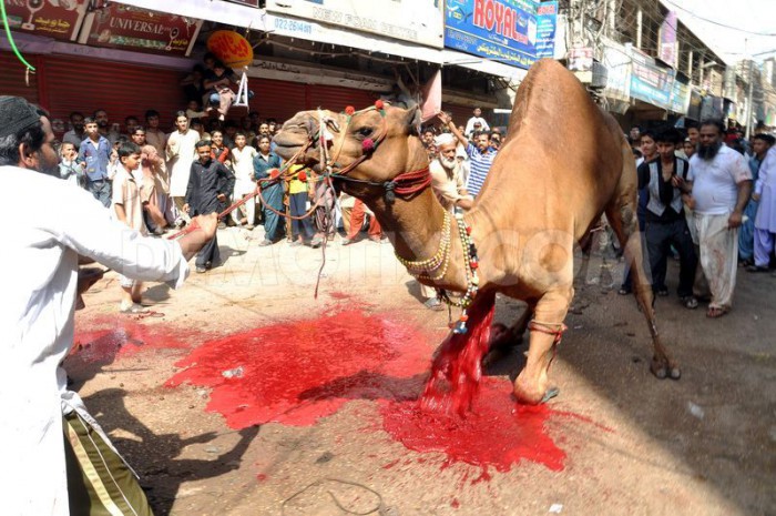 camel-slaughter-halal-5