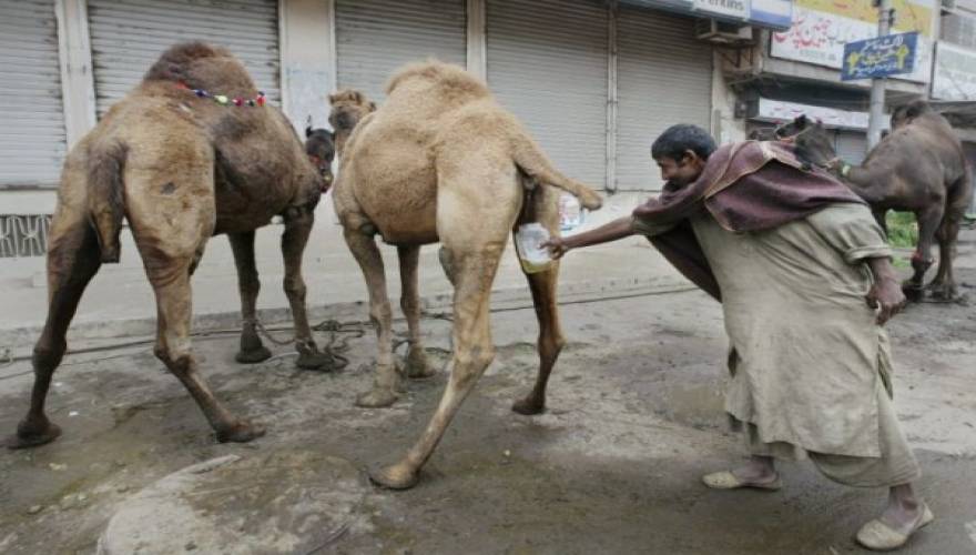 camel-urine-600x401
