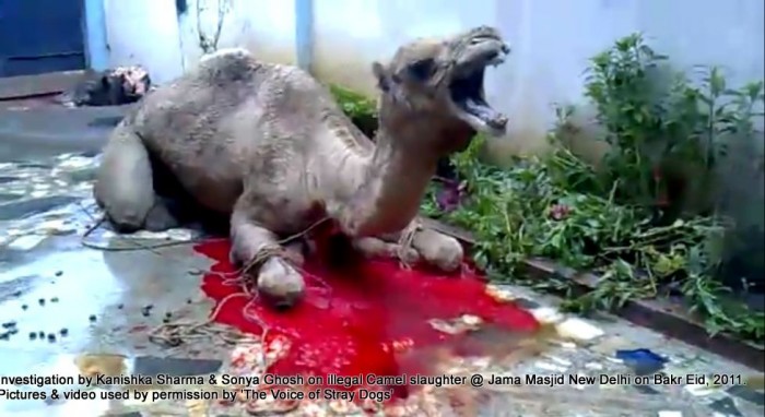 illegal-camel-slaughter-on-bakr-eid-near-jama-masjid-in-new-delhi-1
