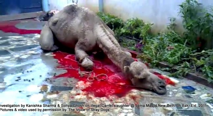 illegal-camel-slaughter-on-bakr-eid-near-jama-masjid-in-new-delhi-2